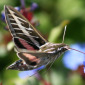 Hummingbird Moth