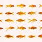 portraits of goldfish 50001