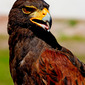 Harris' Hawk
