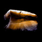 Arctic JellyFish