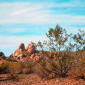 Mojave desert Tree