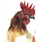 animal 3