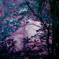 Elusive Forest #4