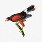 Buzzard