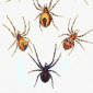 Spiders