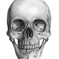 Skull, Anterior view