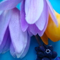 wild flowers