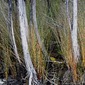 DRIFTWOOD FOREST