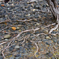 ROOT REMNENTS