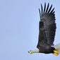 BC BALD EAGLE