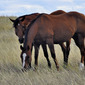 Montana Range Horses