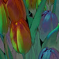 Tulips Day Two