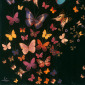 Butterflies on Black