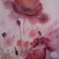 Poppy field