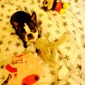 The Boston Terrier