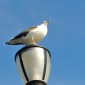 Perch