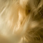 THE CURTAIN OF MEMORY #1