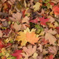 Fall in Ottawa