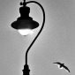 Lyme Light