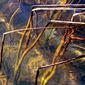 Reeds