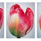 Three Tulips, triptych