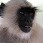 Monkey Face 2