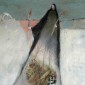Demeter's Search