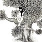 Beatrice on a tree