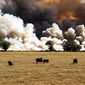 Cows and Smoke