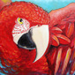 Red Macaw