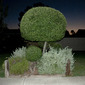plants