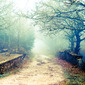 Enchanted forest