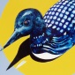 Loon in the Sun