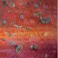 Moths