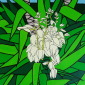 Flowering Yucca