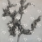 flors i fulles .