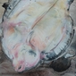 flatfish II