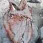 CODFISH II