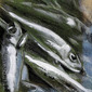 Friday Fishtime