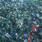 The bicycle and the bee