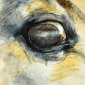 Regard XVII