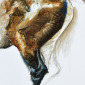 Nu équin 4 (Equine nude 4)