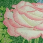 Rose and rain drops