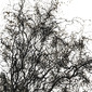 Echevele