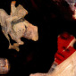 23.Toulouse Lautrec by  Cris Acqua