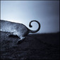 laurent baheux