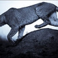 laurent baheux