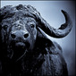 laurent baheux
