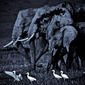 laurent baheux