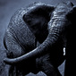 laurent baheux